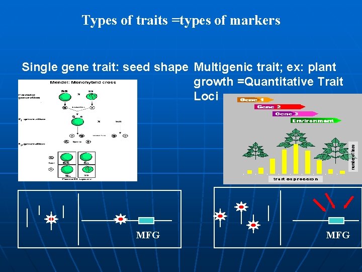 Types of traits =types of markers Single gene trait: seed shape Multigenic trait; ex: