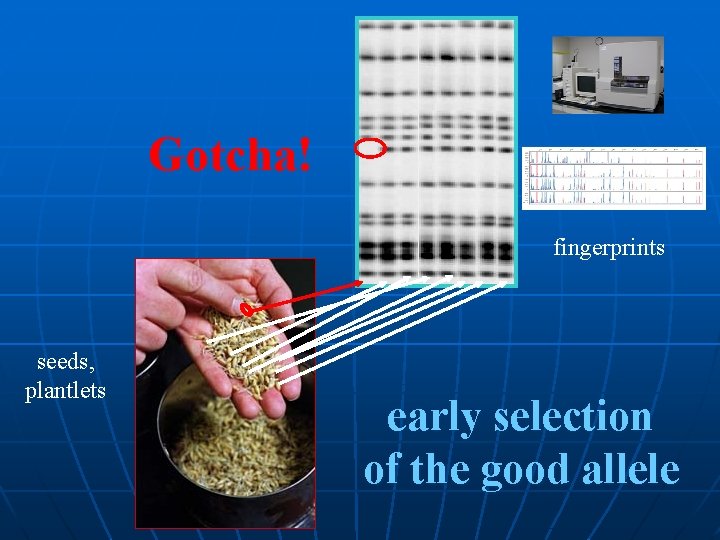 Gotcha! fingerprints seeds, plantlets early selection of the good allele 