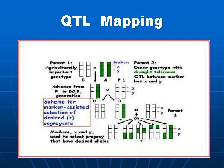 QTL Mapping 