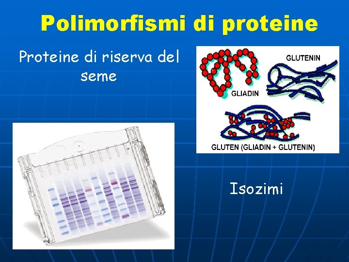 Polimorfismi di proteine Proteine di riserva del seme Isozimi 