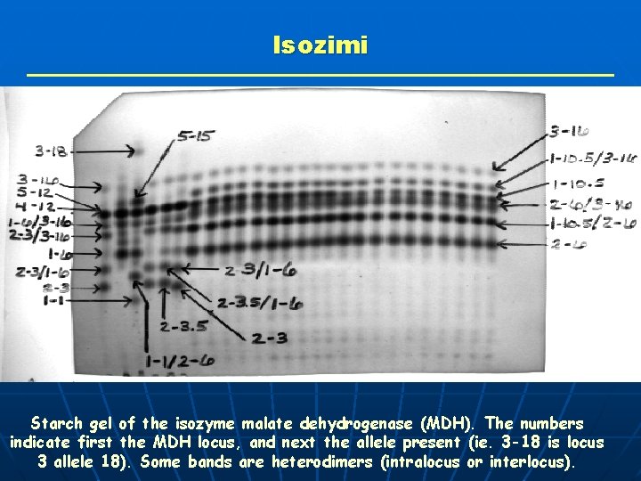 Isozimi Starch gel of the isozyme malate dehydrogenase (MDH). The numbers indicate first the