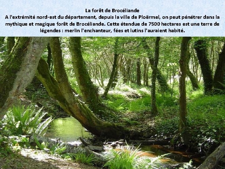 La forêt de Brocéliande A l'extrémité nord-est du département, depuis la ville de Ploërmel,