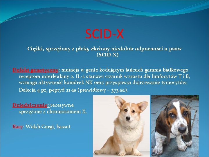 SCID-X Ciężki, sprzężony z płcią, złożony niedobór odporności u psów (SCID‐X) Defekt genetyczny: mutacja