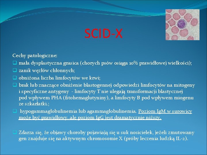 SCID-X Cechy patologiczne: q mała dysplastyczna grasica (chorych psów osiąga 10% prawidłowej wielkości); q