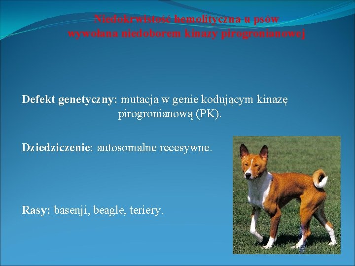Niedokrwistość hemolityczna u psów wywołana niedoborem kinazy pirogronianowej Defekt genetyczny: mutacja w genie kodującym