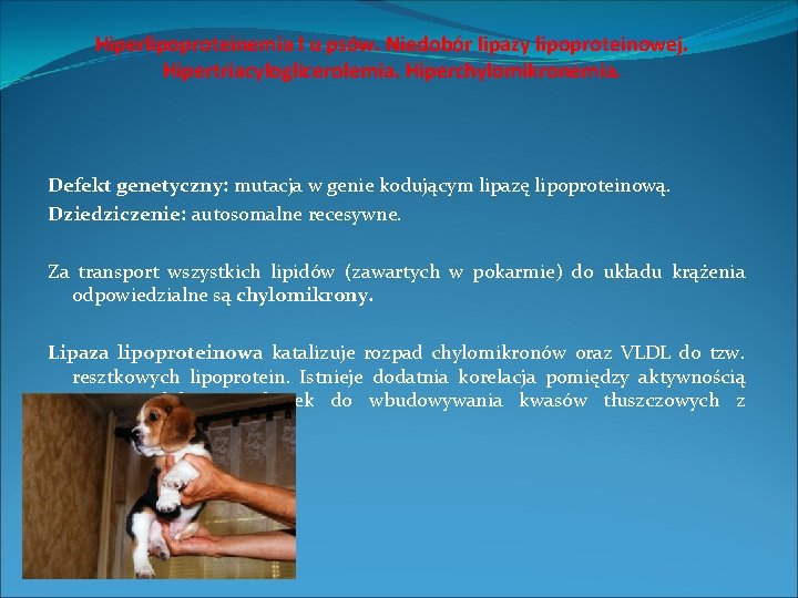 Hiperlipoproteinemia I u psów. Niedobór lipazy lipoproteinowej. Hipertriacyloglicerolemia. Hiperchylomikronemia. Defekt genetyczny: mutacja w genie