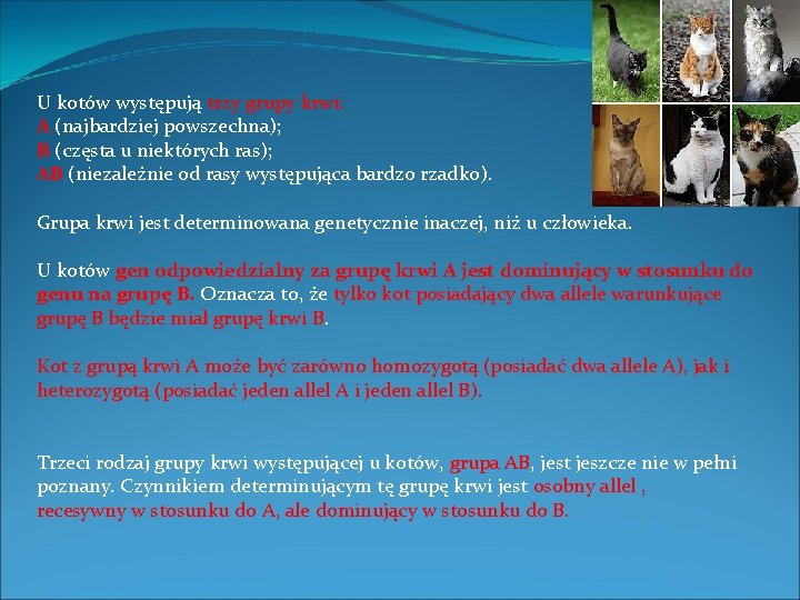 U kotów występują trzy grupy krwi: A (najbardziej powszechna); B (częsta u niektórych ras);