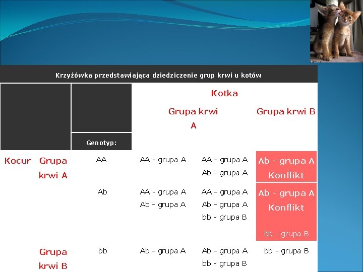 Krzyżówka przedstawiająca dziedziczenie grup krwi u kotów Kotka Grupa krwi Kocur Grupa krwi B