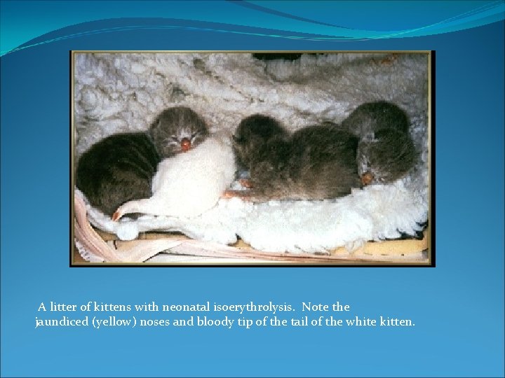  A litter of kittens with neonatal isoerythrolysis. Note the jaundiced (yellow) noses and
