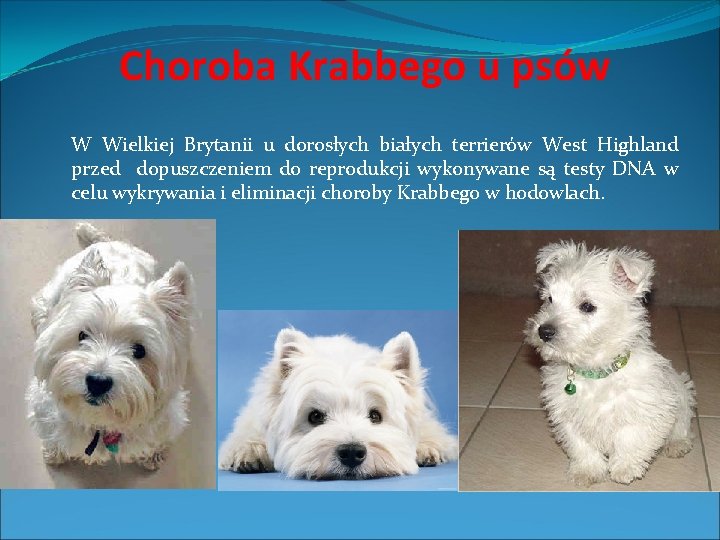  Choroba Krabbego u psów W Wielkiej Brytanii u dorosłych białych terrierów West Highland