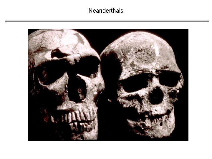 Neanderthals 