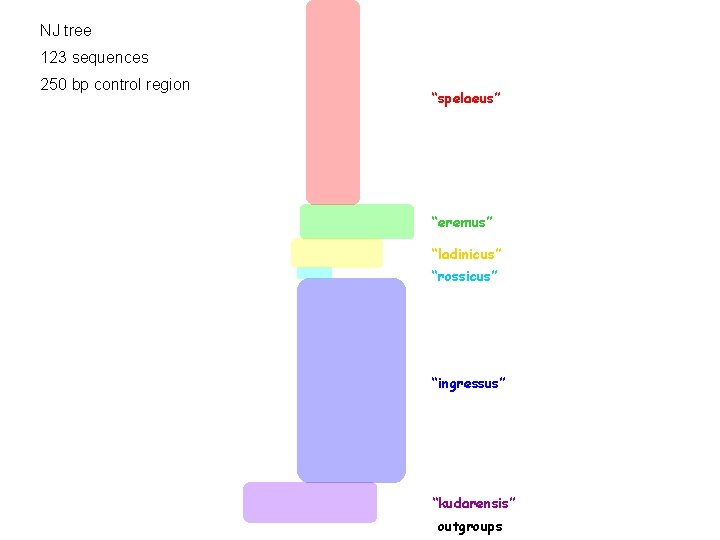 NJ tree 123 sequences 250 bp control region “spelaeus” “eremus” “ladinicus” “rossicus” “ingressus” “kudarensis”