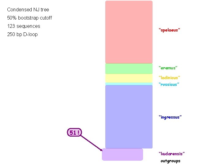 Condensed NJ tree 50% bootstrap cutoff 123 sequences “spelaeus” 250 bp D-loop “eremus” “ladinicus”