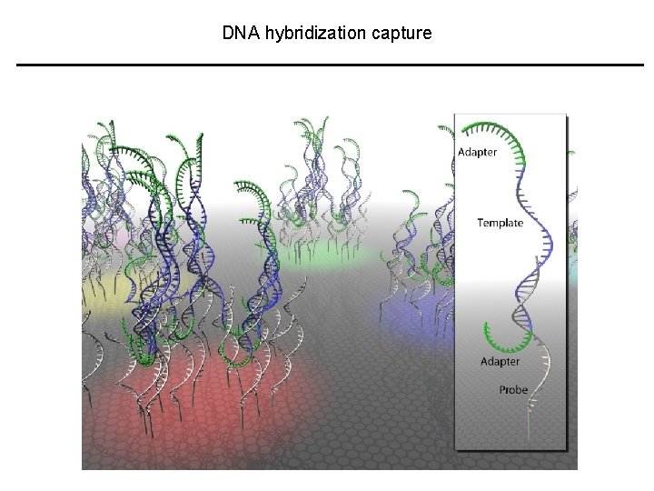 DNA hybridization capture 