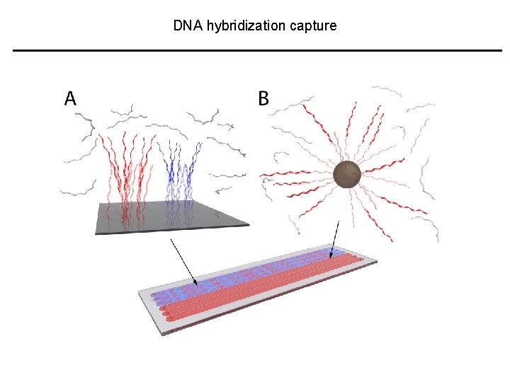 DNA hybridization capture 