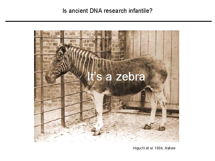 Is ancient DNA research infantile? It’s a zebra Higuchi et al. 1984, Nature 