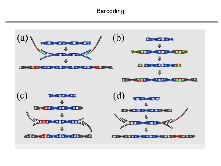 Barcoding 