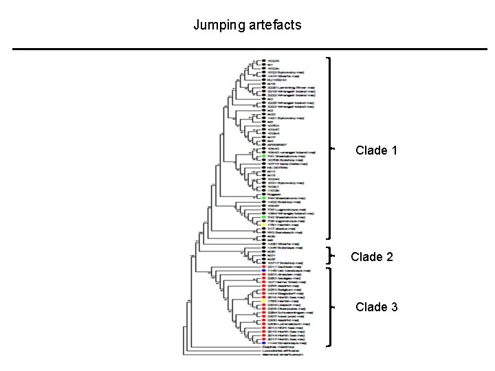 Jumping artefacts Clade 1 Clade 2 Clade 3 