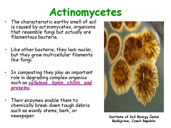 Actinomycetes • The characteristic earthy smell of soil is caused by actinomycetes, organisms that