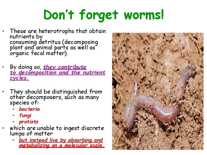 Don’t forget worms! • These are heterotrophs that obtain nutrients by consuming detritus (decomposing
