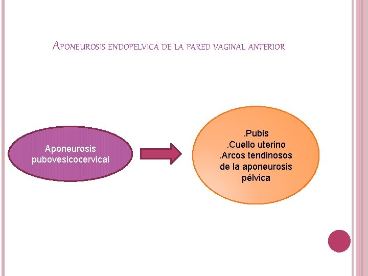 APONEUROSIS ENDOPELVICA DE LA PARED VAGINAL ANTERIOR Aponeurosis pubovesicocervical . Pubis. Cuello uterino. Arcos