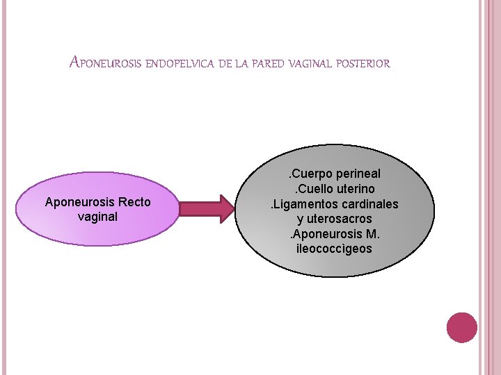 APONEUROSIS ENDOPELVICA DE LA PARED VAGINAL POSTERIOR Aponeurosis Recto vaginal . Cuerpo perineal. Cuello