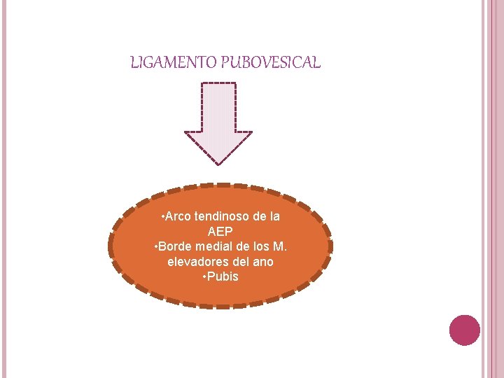 LIGAMENTO PUBOVESICAL • Arco tendinoso de la AEP • Borde medial de los M.