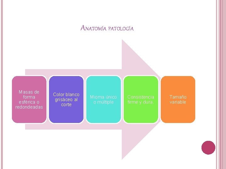 ANATOMÍA PATOLOGÍA Masas de forma esférica o redondeadas Color blanco grisáceo al corte Mioma