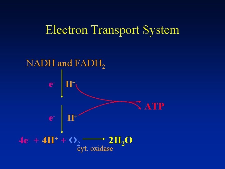 Electron Transport System NADH and FADH 2 e- H+ ATP e- H+ 4 e-