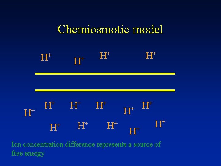Chemiosmotic model H+ H+ H+ H+ Ion concentration difference represents a source of free