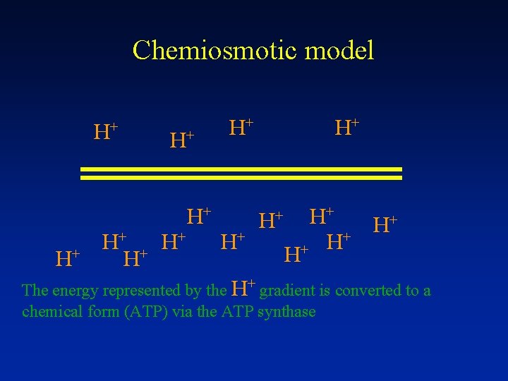 Chemiosmotic model H+ H+ H+ H+ H H+ + H + The energy represented
