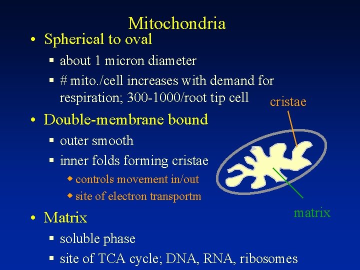 Mitochondria • Spherical to oval § about 1 micron diameter § # mito. /cell