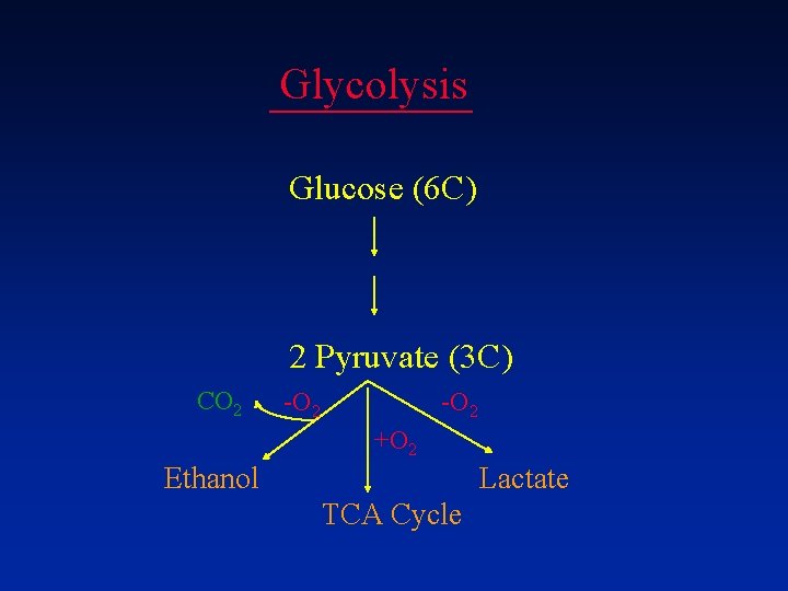 Glycolysis Glucose (6 C) 2 Pyruvate (3 C) CO 2 -O 2 +O 2