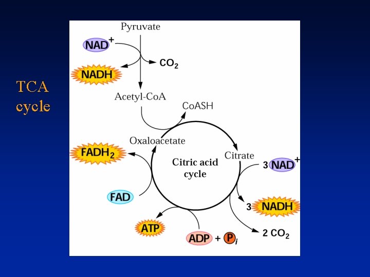 TCA cycle 