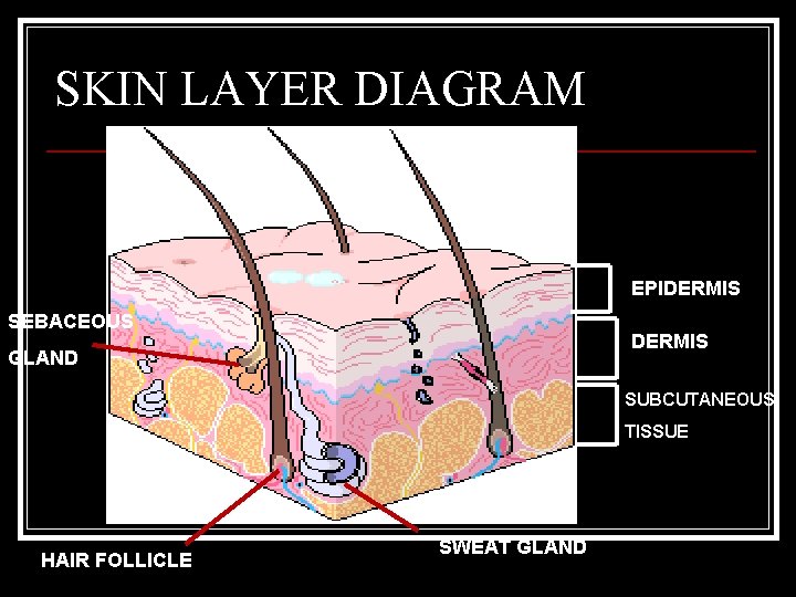 SKIN LAYER DIAGRAM EPIDERMIS SEBACEOUS DERMIS GLAND SUBCUTANEOUS TISSUE HAIR FOLLICLE SWEAT GLAND 