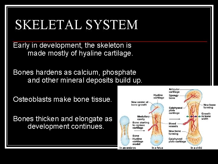 SKELETAL SYSTEM Early in development, the skeleton is made mostly of hyaline cartilage. Bones