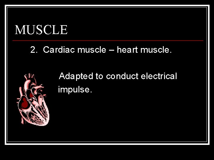 MUSCLE 2. Cardiac muscle – heart muscle. Adapted to conduct electrical impulse. 