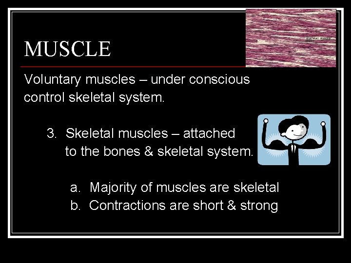 MUSCLE Voluntary muscles – under conscious control skeletal system. 3. Skeletal muscles – attached