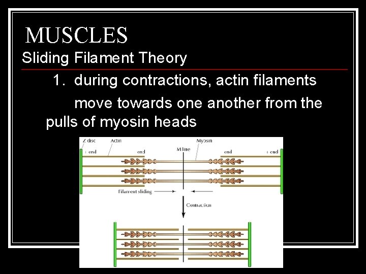 MUSCLES Sliding Filament Theory 1. during contractions, actin filaments move towards one another from