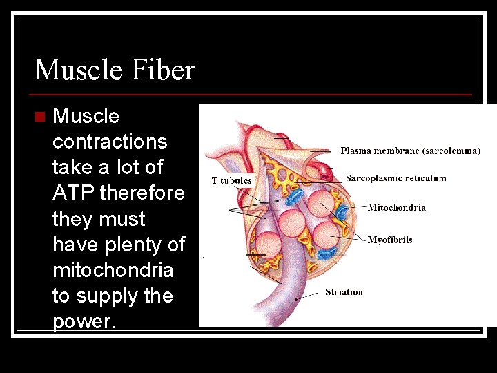 Muscle Fiber n Muscle contractions take a lot of ATP therefore they must have