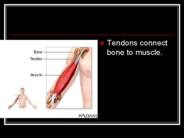 n Tendons connect bone to muscle. 