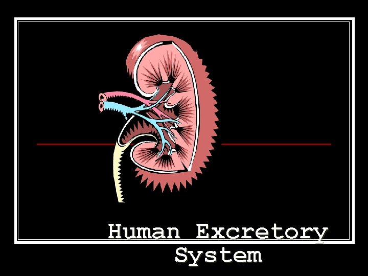 Human Excretory System 