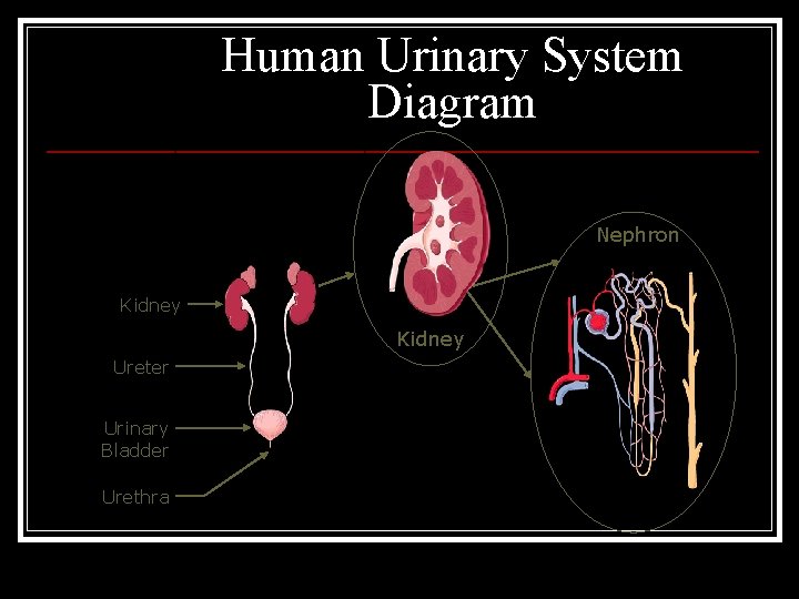 Human Urinary System Diagram Nephron Kidney Ureter Urinary Bladder Urethra 