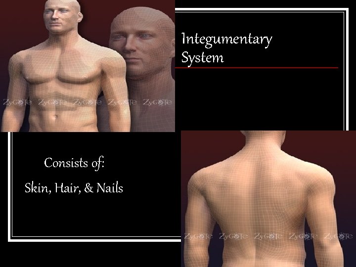 Integumentary System Consists of: Skin, Hair, & Nails 