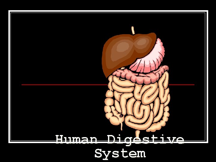 Human Digestive System 