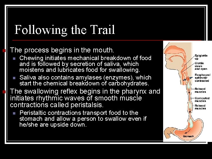 Following the Trail n The process begins in the mouth. n n n Chewing