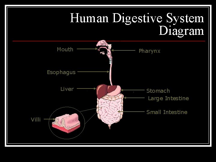 Human Digestive System Diagram Mouth Pharynx Esophagus Liver Stomach Large Intestine Small Intestine Villi