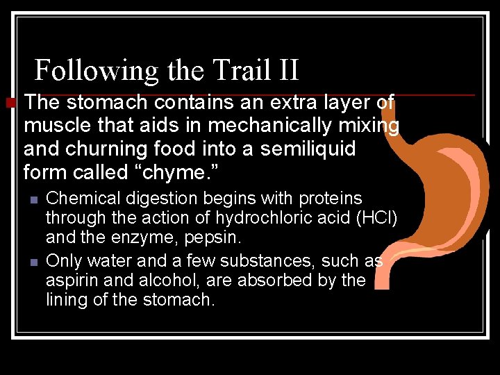 Following the Trail II n The stomach contains an extra layer of muscle that