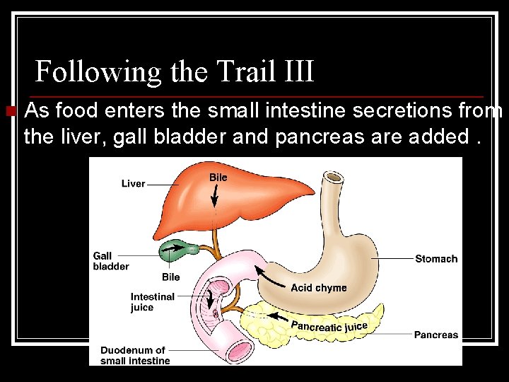 Following the Trail III n As food enters the small intestine secretions from the