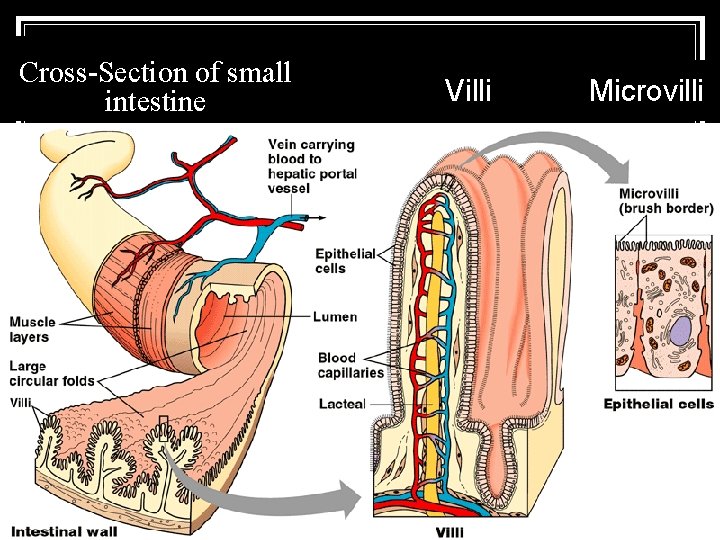 Cross-Section of small intestine Villi Microvilli 